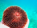 Red sea Ã¢â¬â¹Ã¢â¬â¹urchin